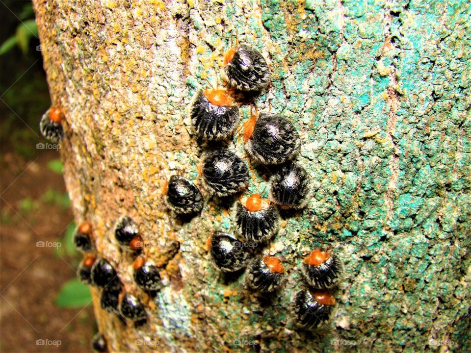 Pretty bugs on tree bark