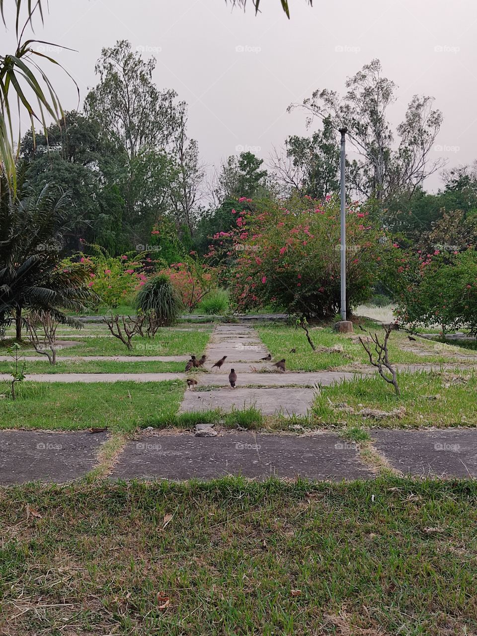 Beautiful tree plant and garden path and Mynah🐦🐦🐦🐦🐦🐦🐦🐦🐦