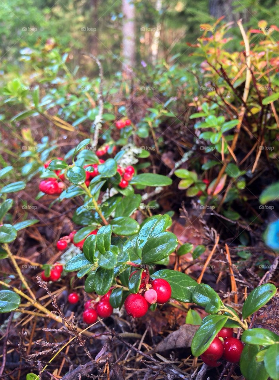 Lingonberries