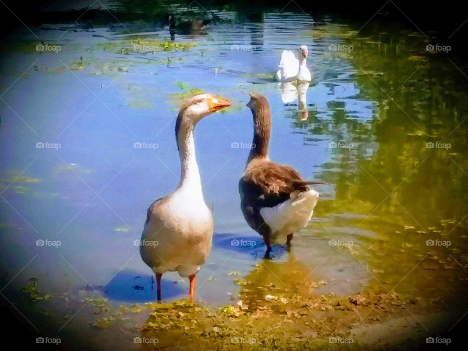 Geese at lake