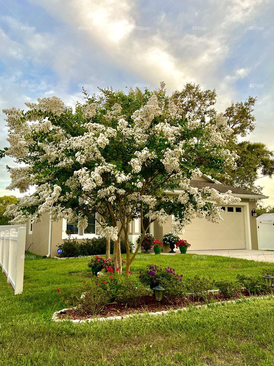 Summer Flowers Crape Myrtle 