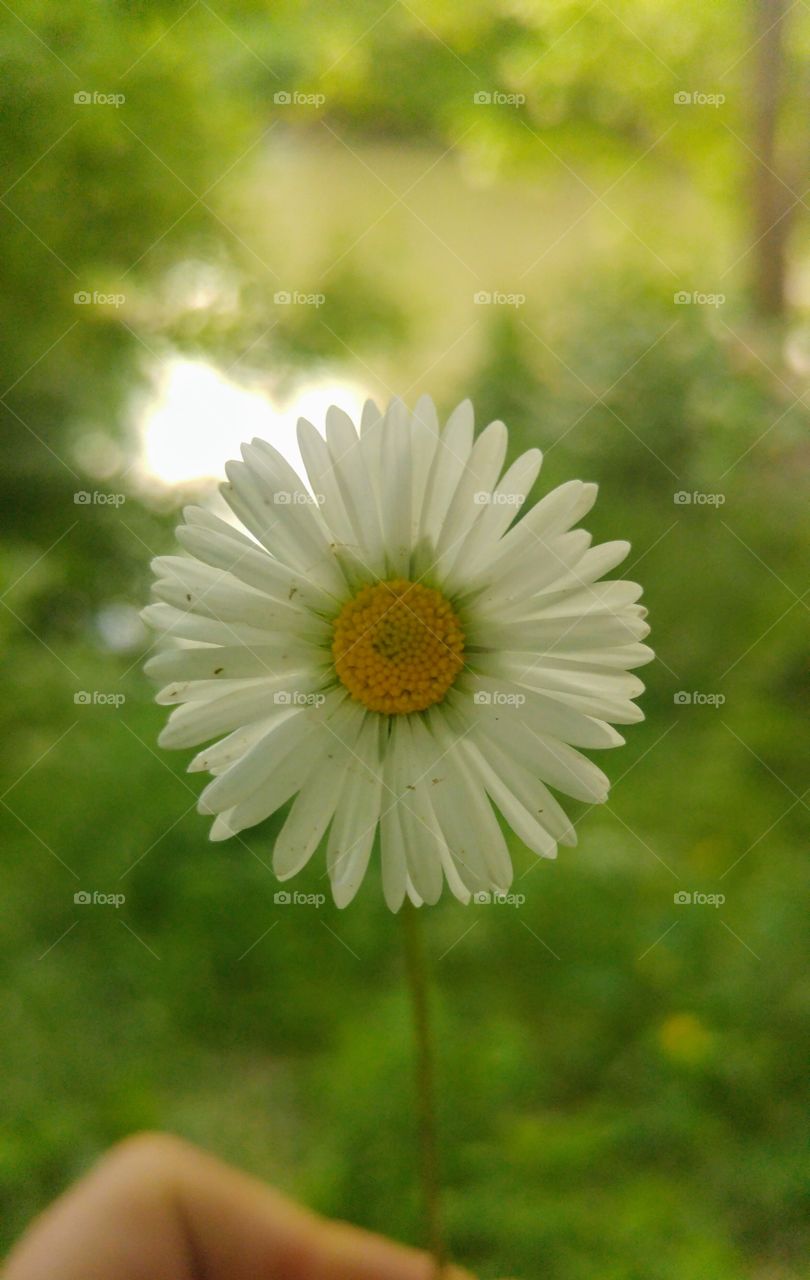 Flower CloseUp