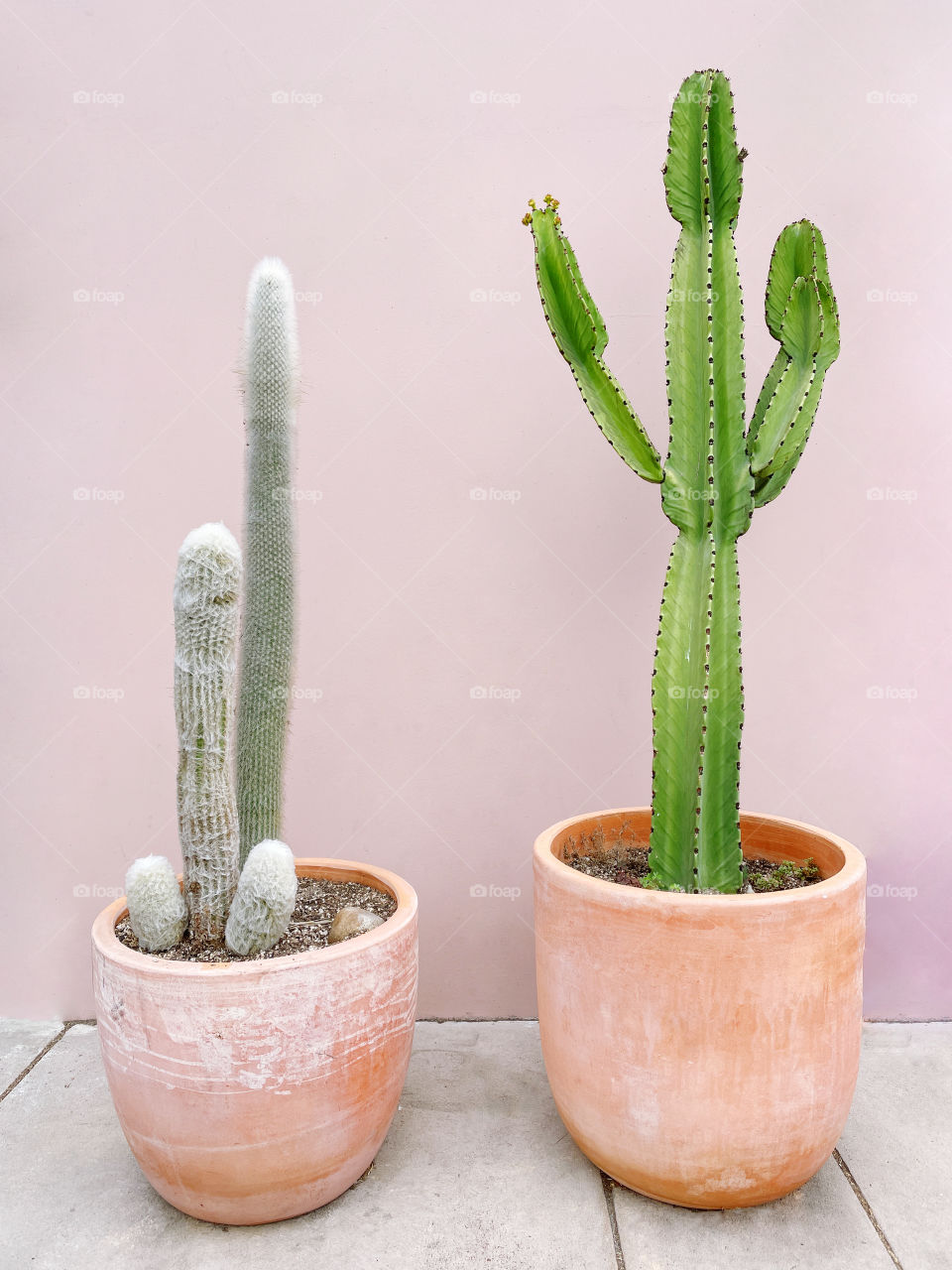 Cactus plants next to the pink wall