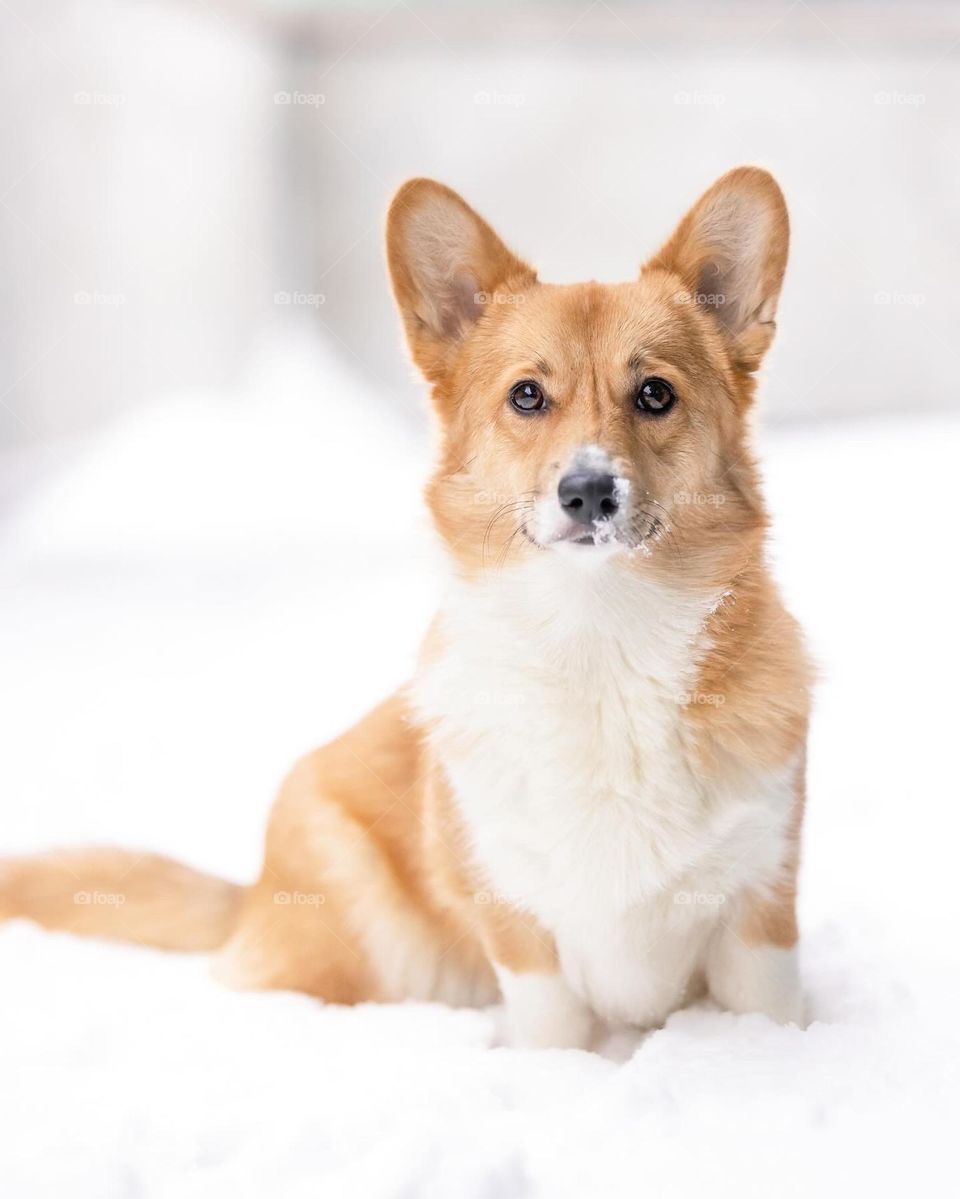 Adorable young corgi puppy outside in the winter with snow on her nose and snout. 