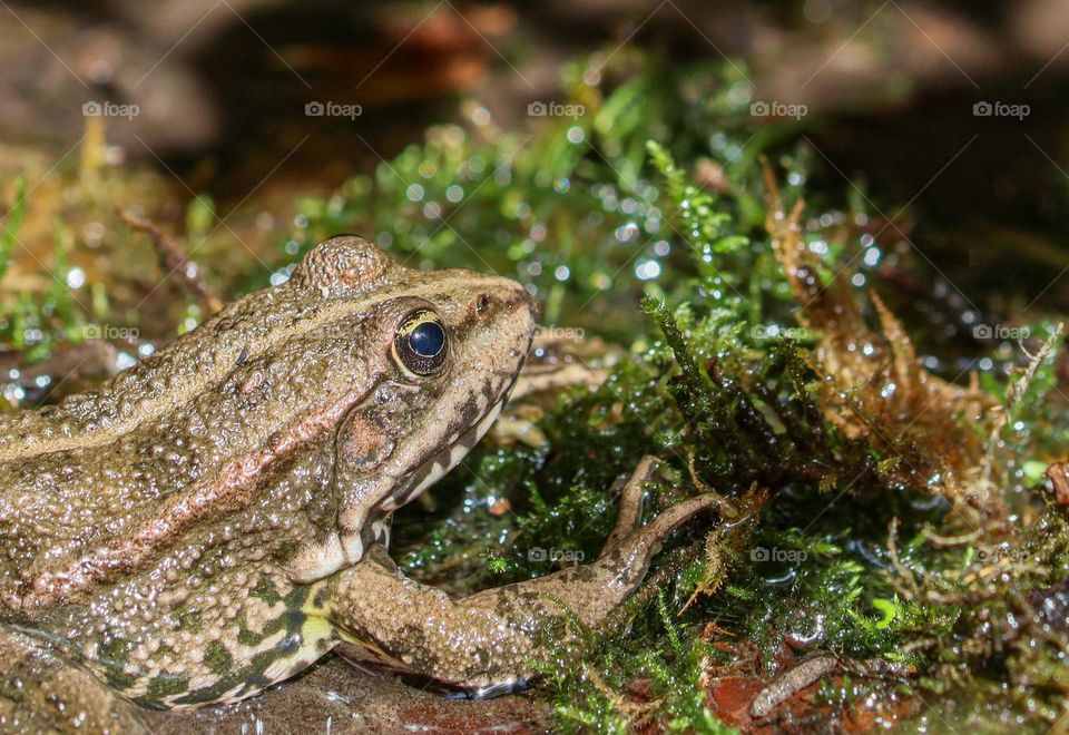 A lake frog sitting in a shallow stream in green algae, holding onto them with its paw, side view, close-up. Lake animals concept.