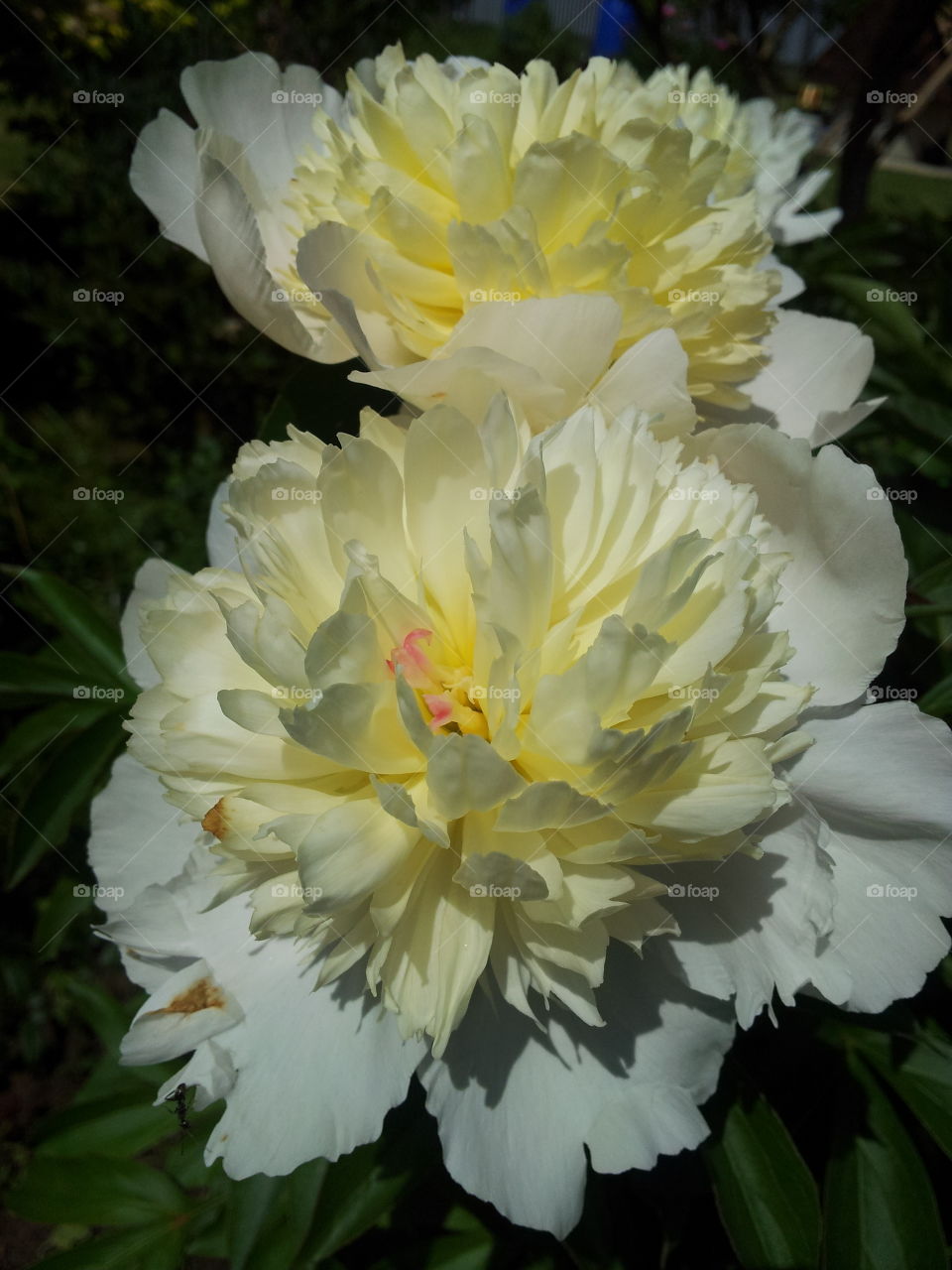 White peonies