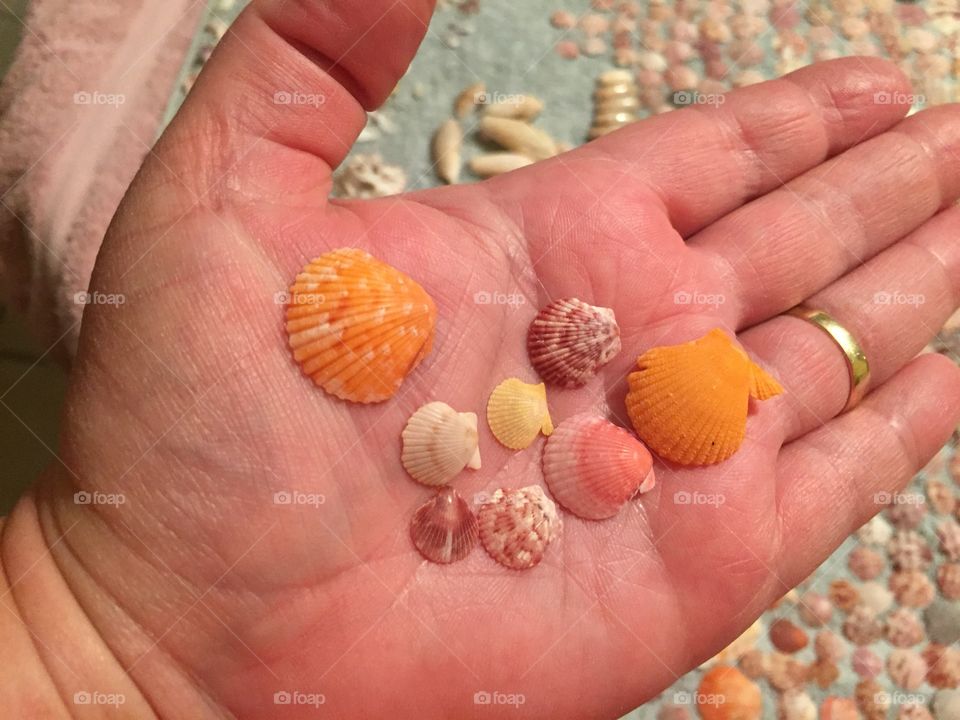 Sea shell treasure 