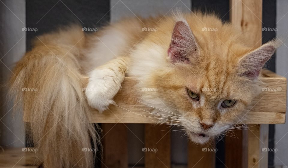 Cute cat is sitting at cat cafe shop in Bangkok Thailand