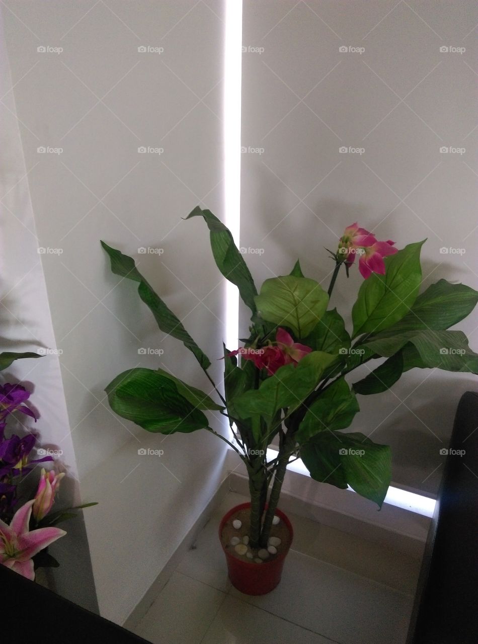 small house park at my home