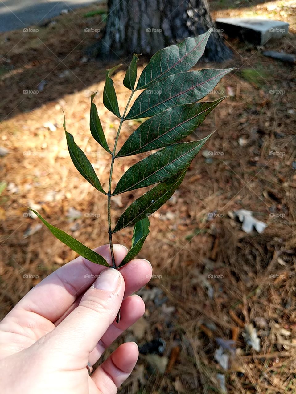 leaf