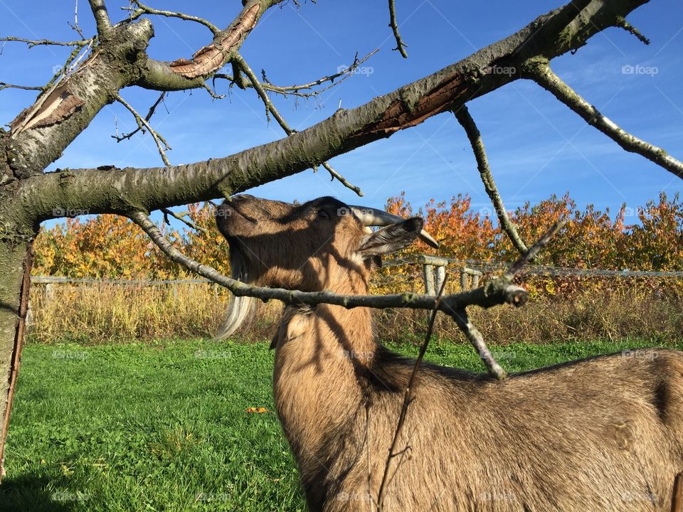 Goat feeding on a tree branch