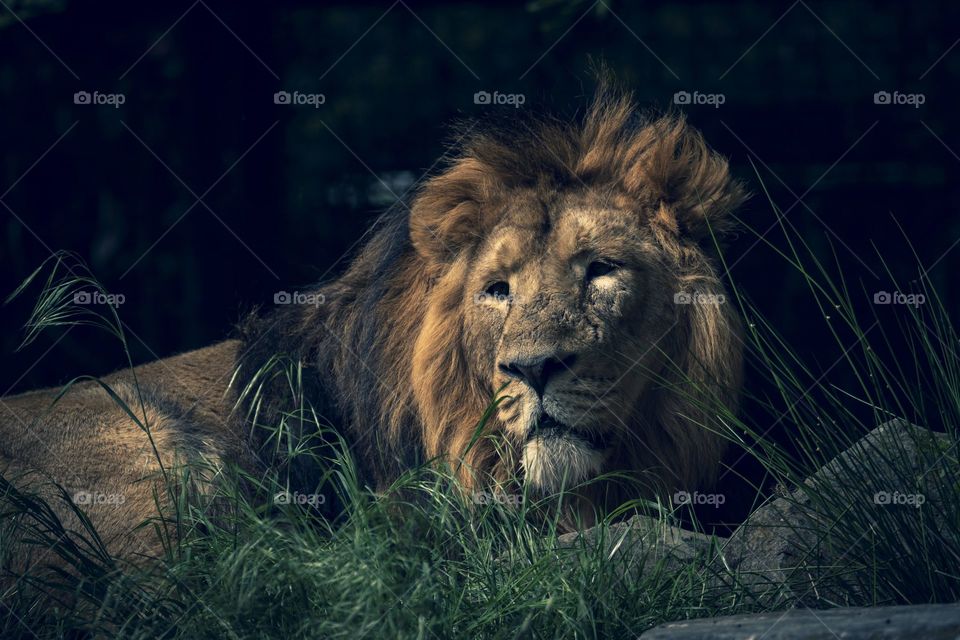 A portrait of a lion lying in the grass looking for its  next prey or just resting. The animal is just on the erge of the shadow creating a great contrast.