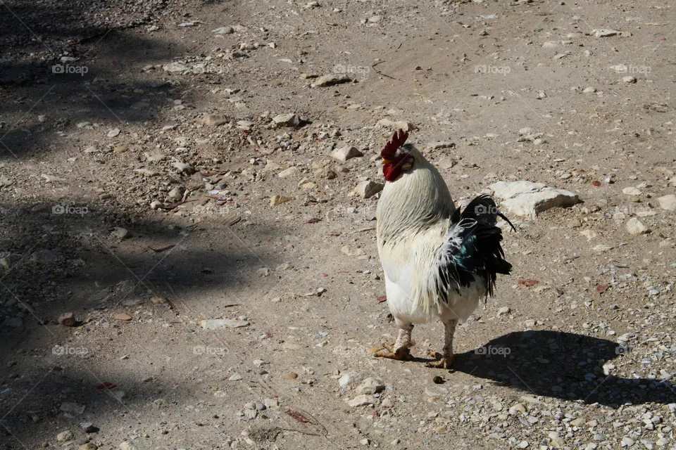 Coq