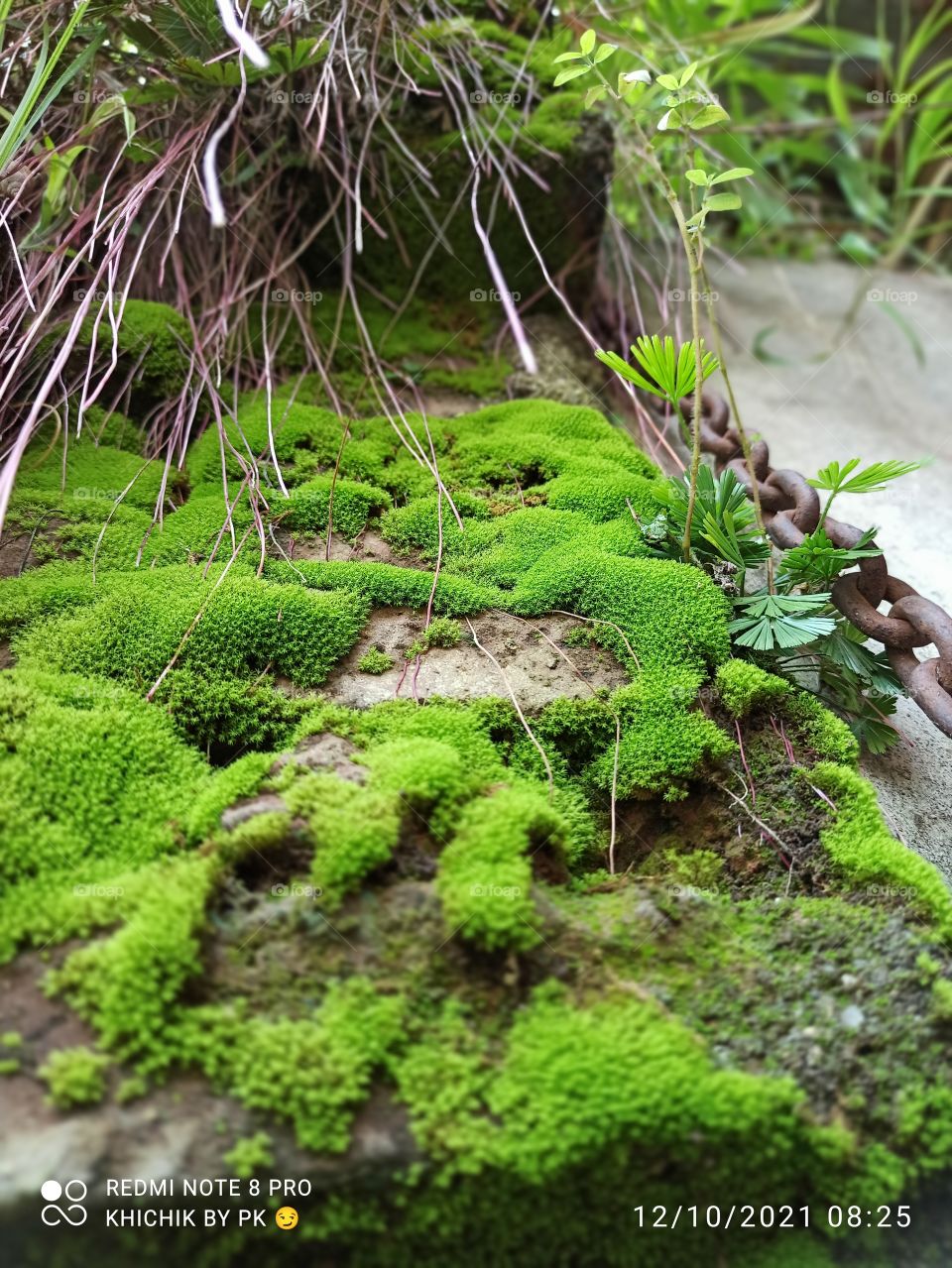 algae on the brick..