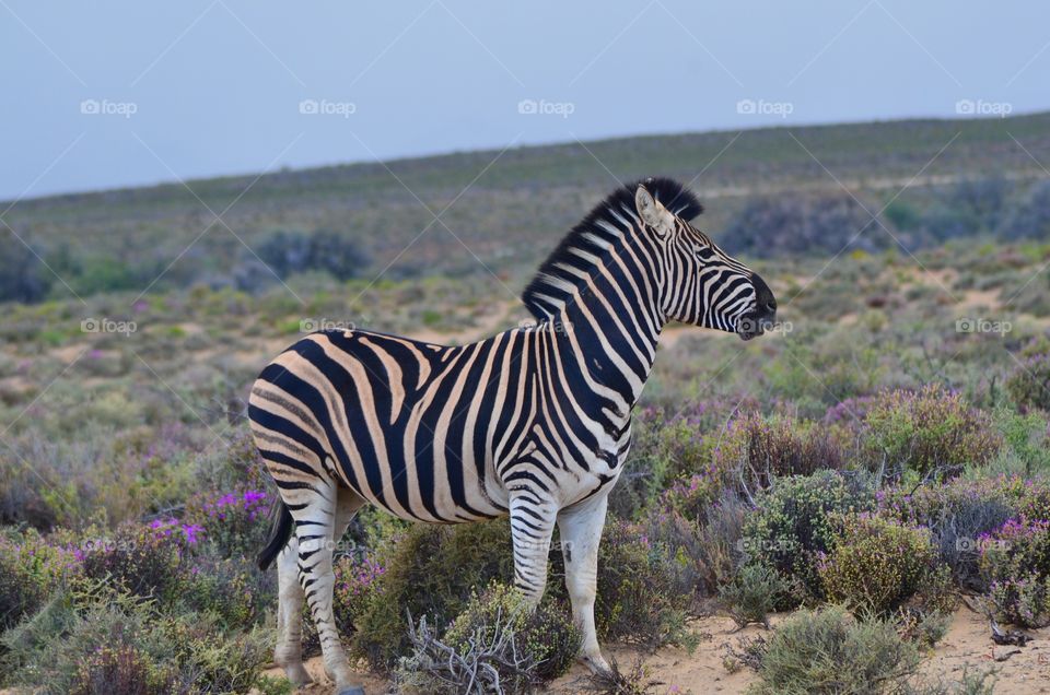 zebra