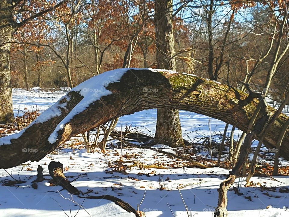 curved fallen tree in the snowy woods