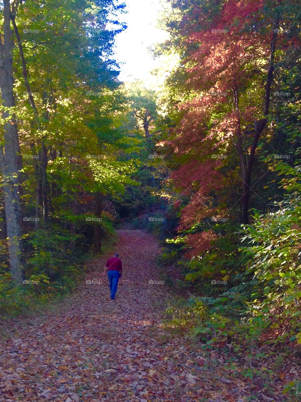 Drawn to walk by fall foliage . Trail hiking in Maggie Valley