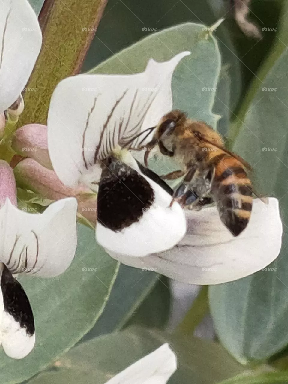 Honey bee... 10$
