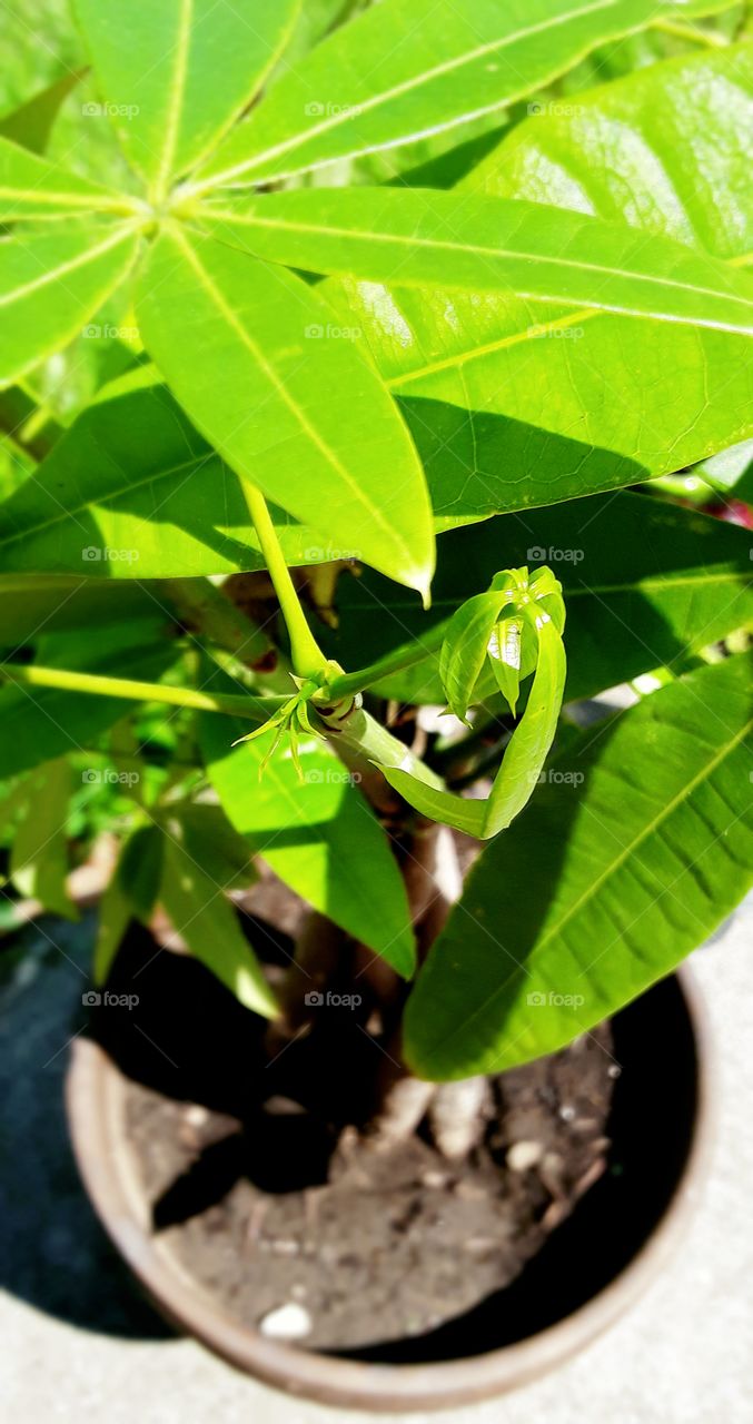 New growth on small guyana chestnut