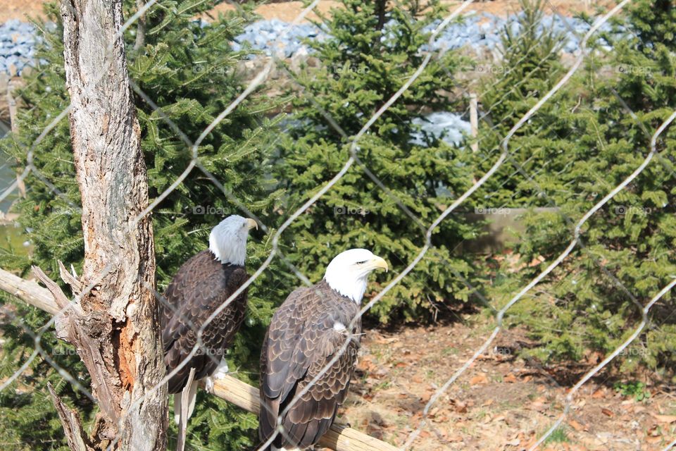 Two Bald Eagles in a wire mesh enclosure surrounded by large pine trees as well as man made perches. Taken at ZooAmerica in Hershey, Pennsylvania.