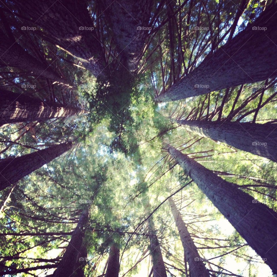 nature forest santa cruz california park by chichidango79