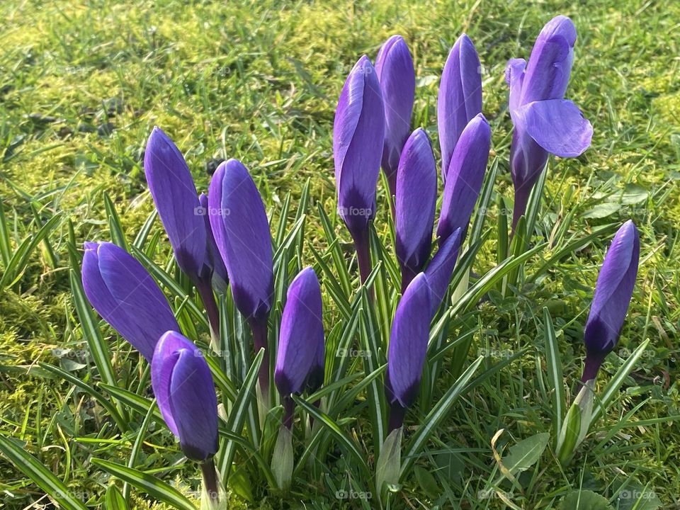 Crocuses on the grass