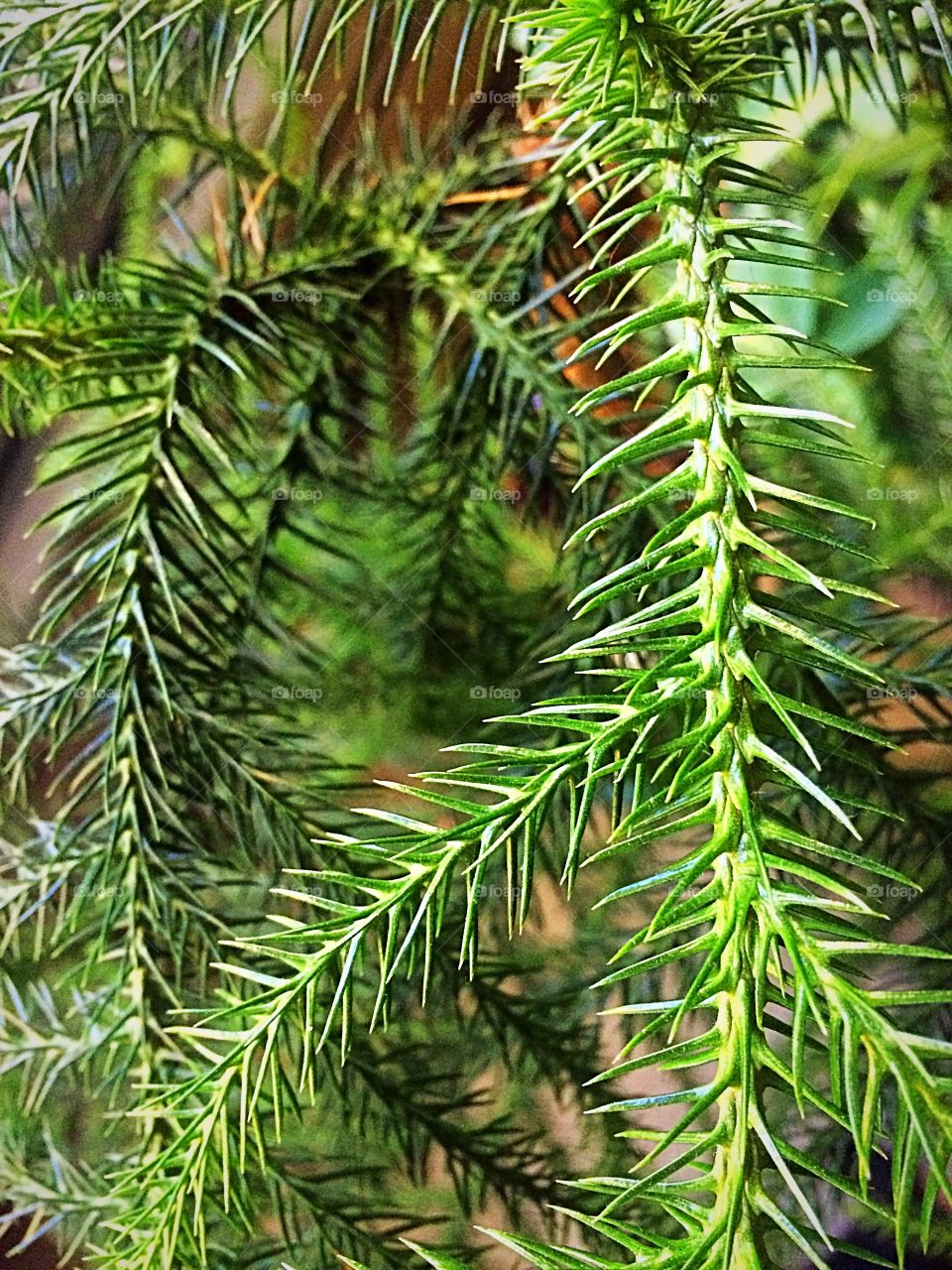 Norfolk Pine