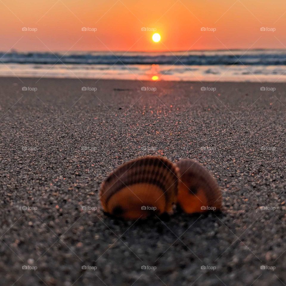 Seashells on the beach as the sun rises