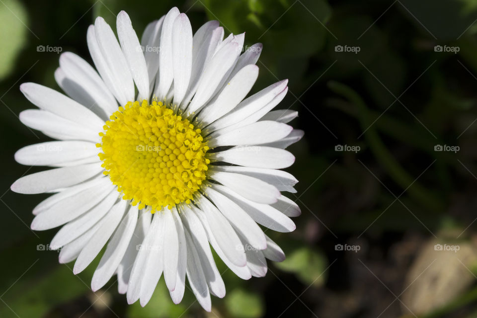 Close-up of a small daisy