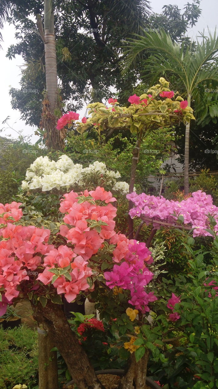 Mix colour in one rree