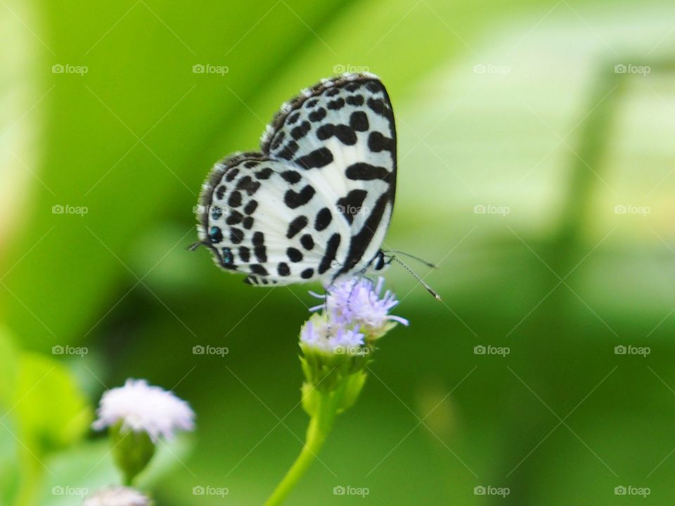 Butterfly on the flower