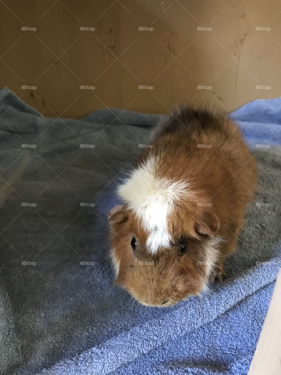 Guini pig at the shelter 
