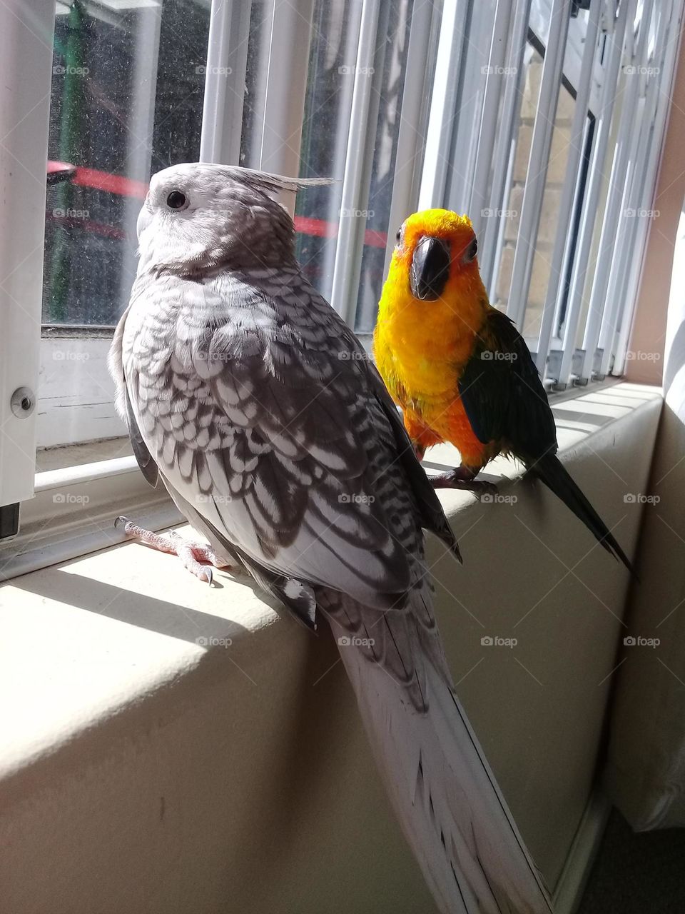 Sun conure and cockateil bird sitting at the window