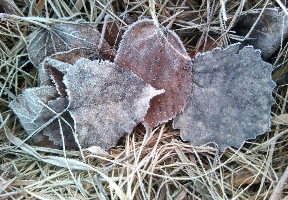 art nature frozen leaves texture