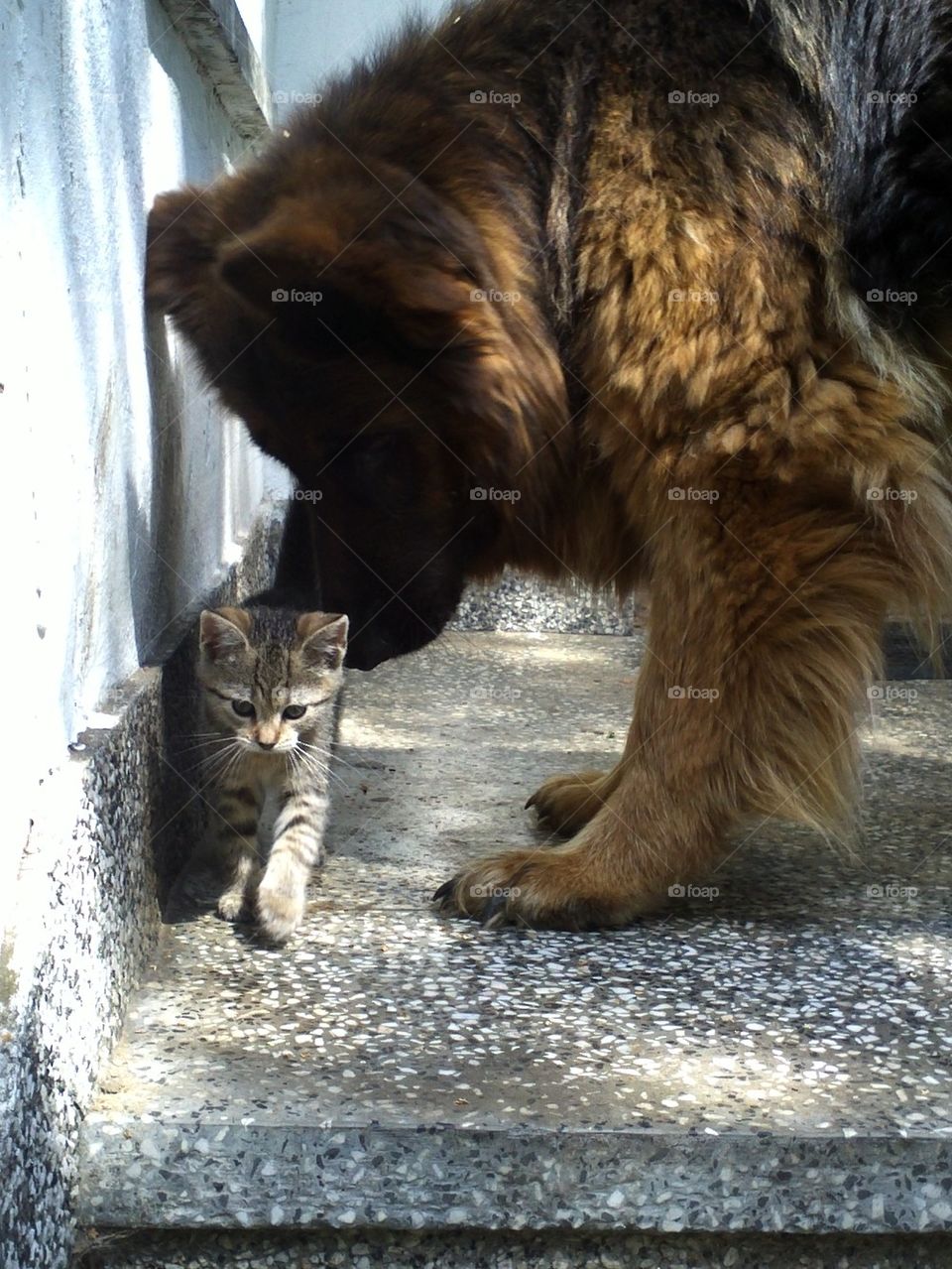 Cat and dog