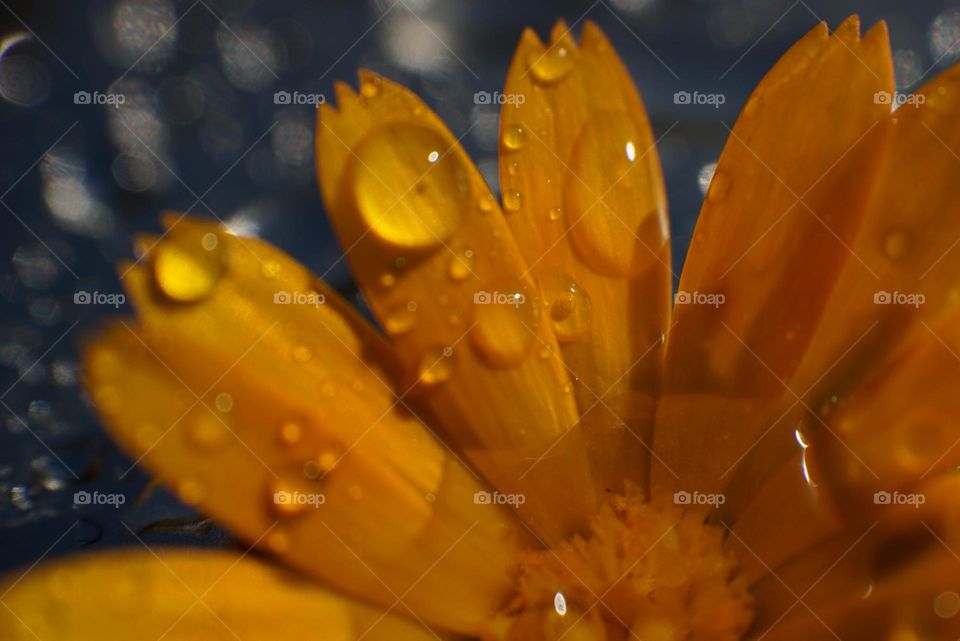 Flower#leaves#water#drops#colors