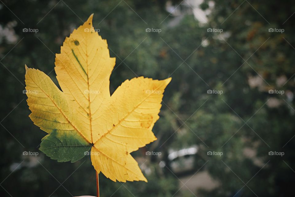 Yellow leaf