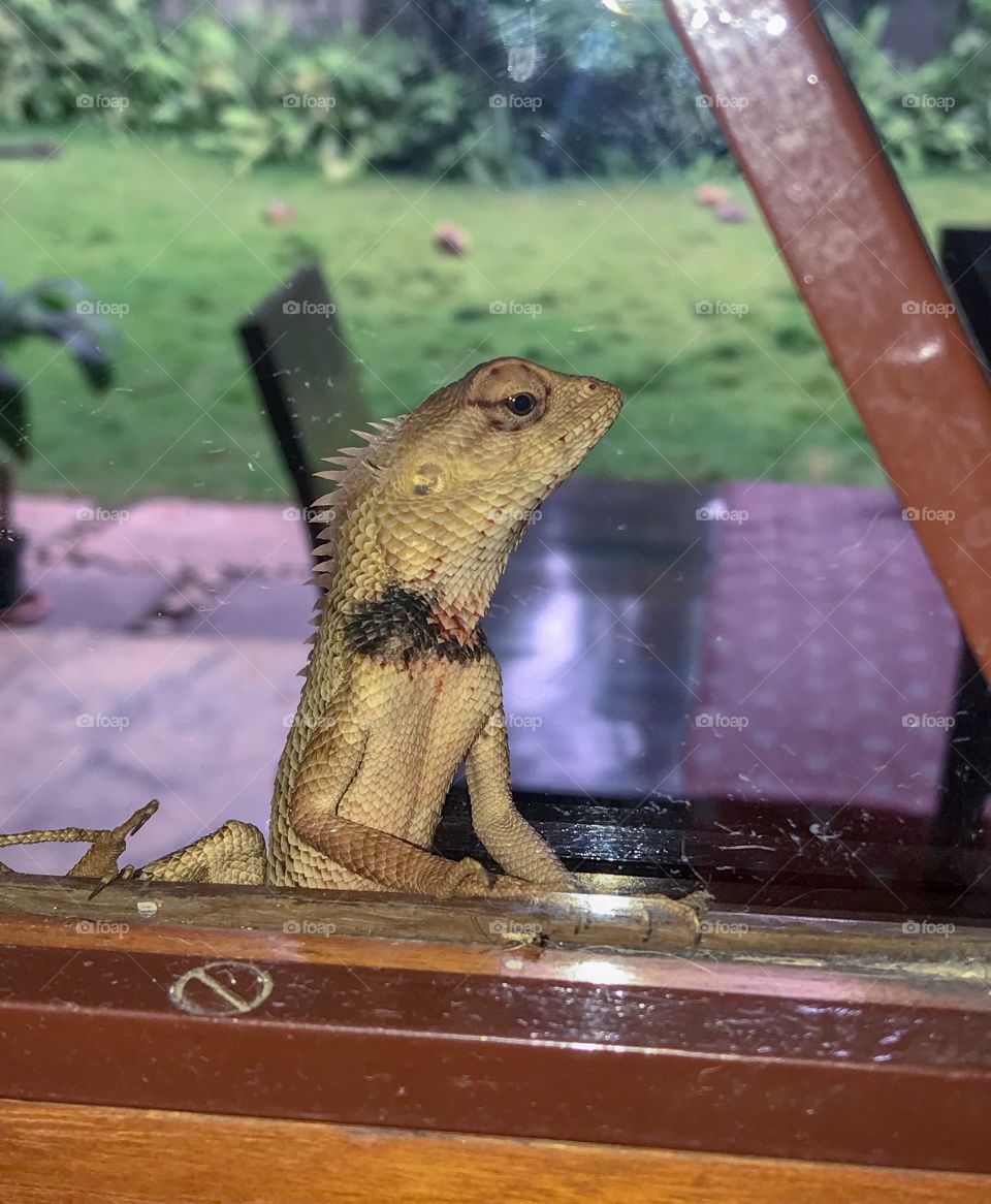 This Indian lizard keep popping over to peek through the glass door ....named it Lizzie. 