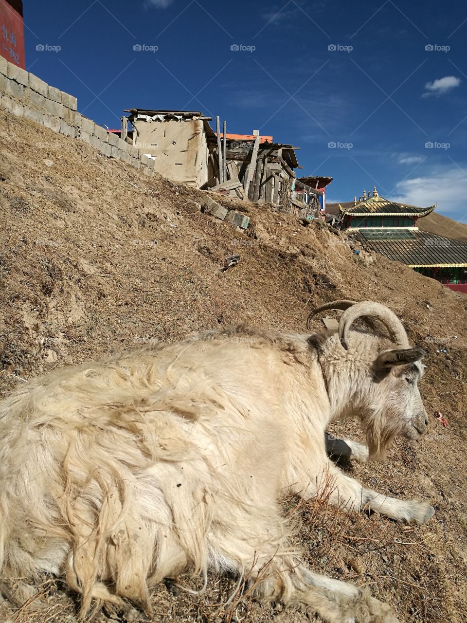 Mountain Goat at Yaqing Tibetan Buddhist Monastery for Nuns

Buddhism School and Monastery in Ganzi, Sichuan Province, China.