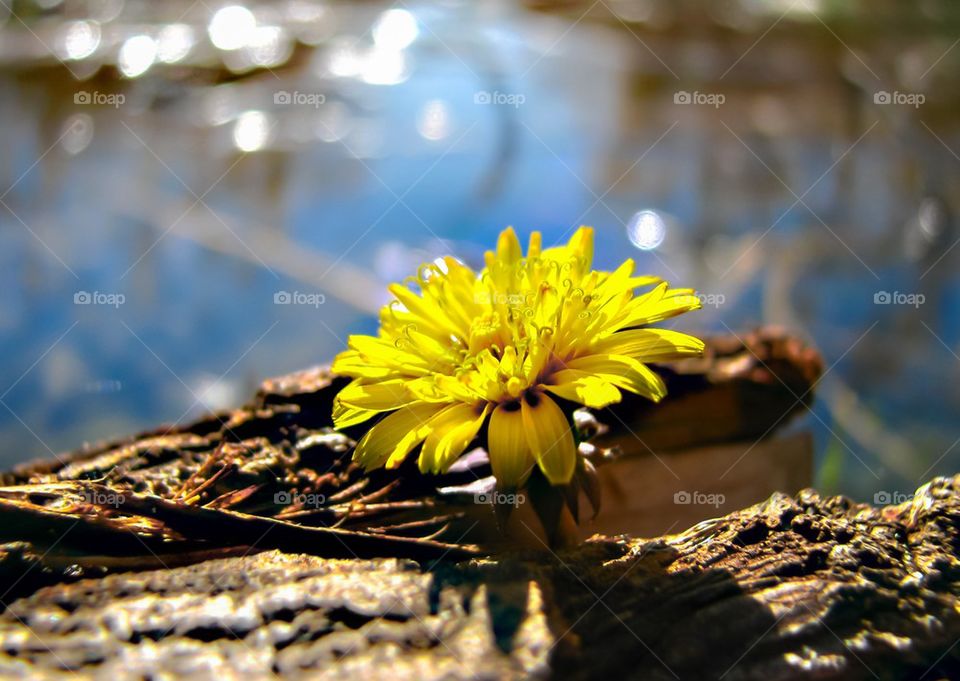 dandelion on the river , river, autumn , clean water, lights 