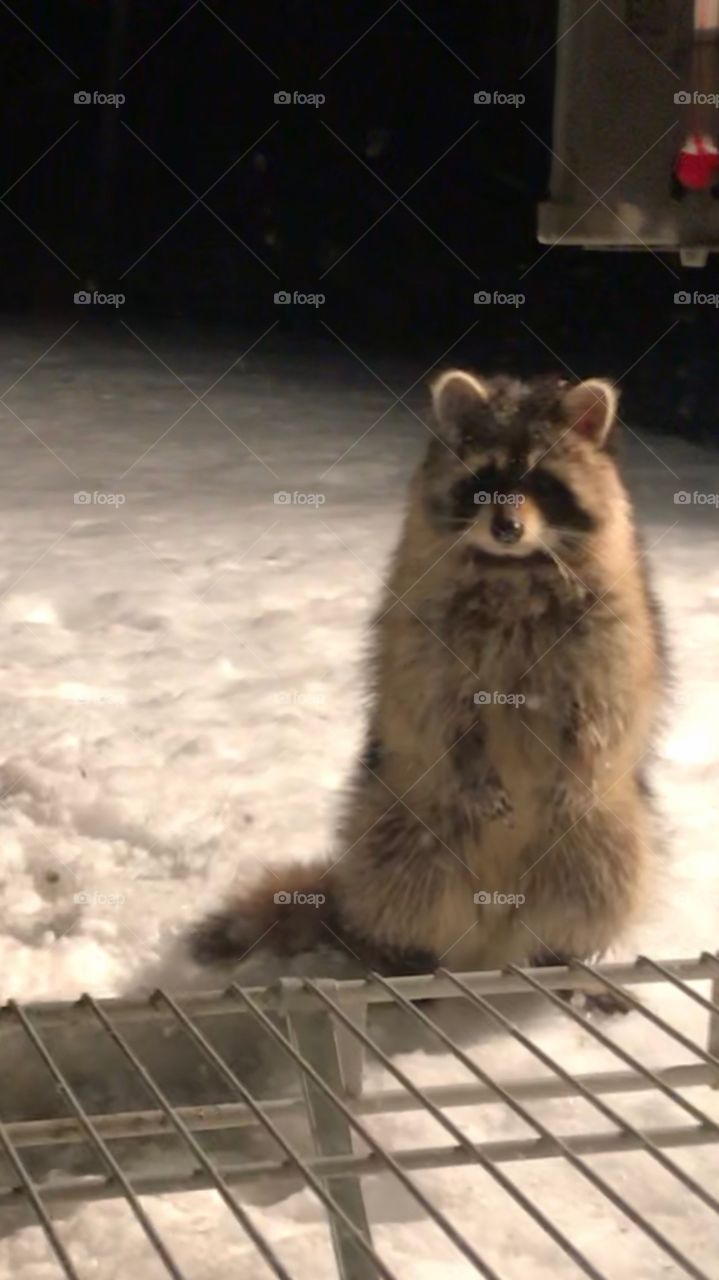 Raccoon- Late night visitor looking for a snack🦝