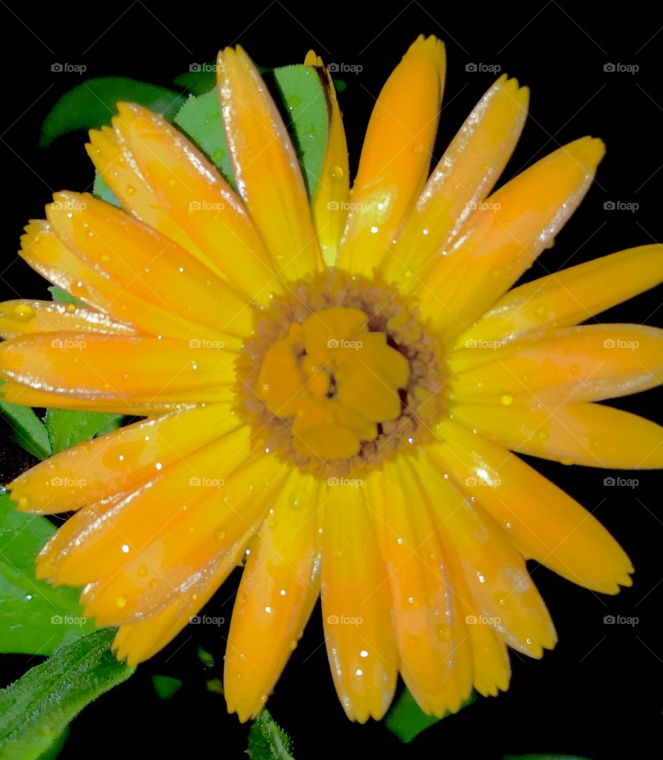 Bright gold flower at night