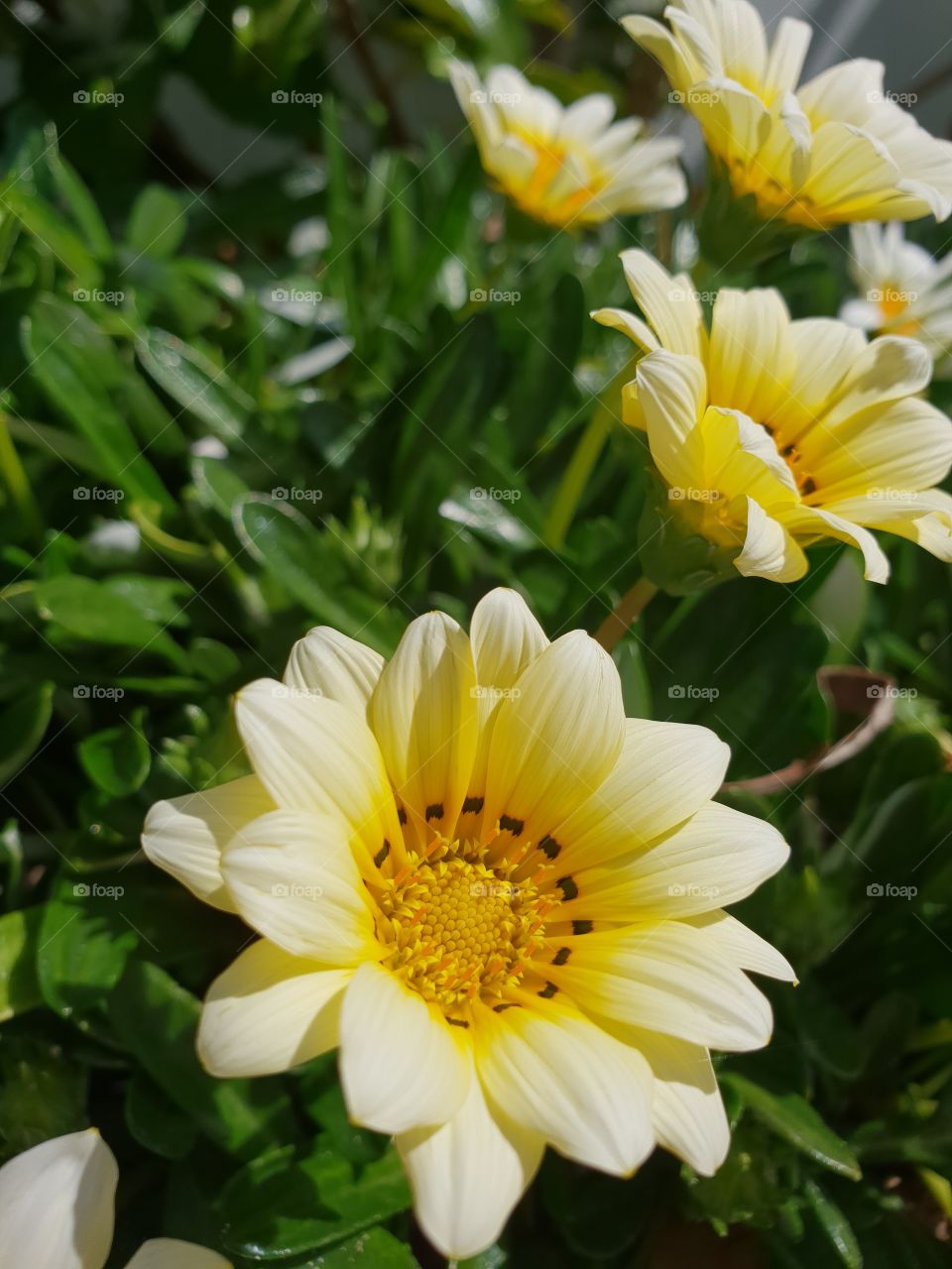 Yellow daisies