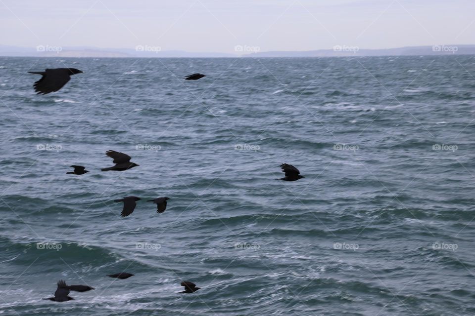 Flock of crows against the ocean 