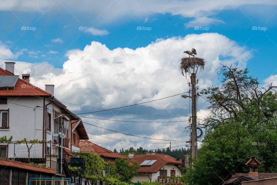 Birds in Motion, Stork