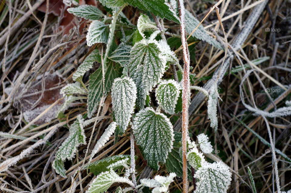 Full frame shot of green leaves with white frost in Berlin, Germany.