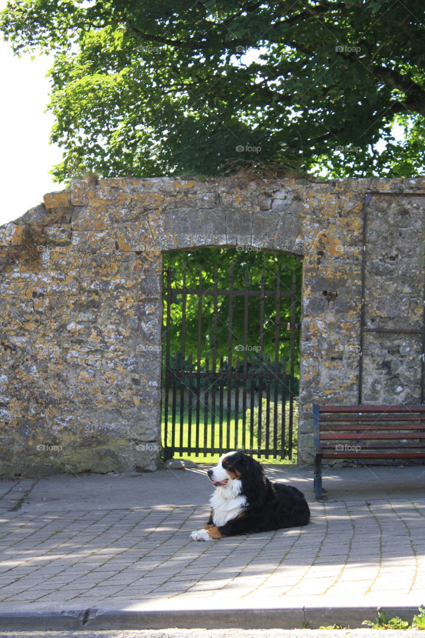 Herding dog taking a break in the shade by a bench and castle ruins in rural Ireland. 