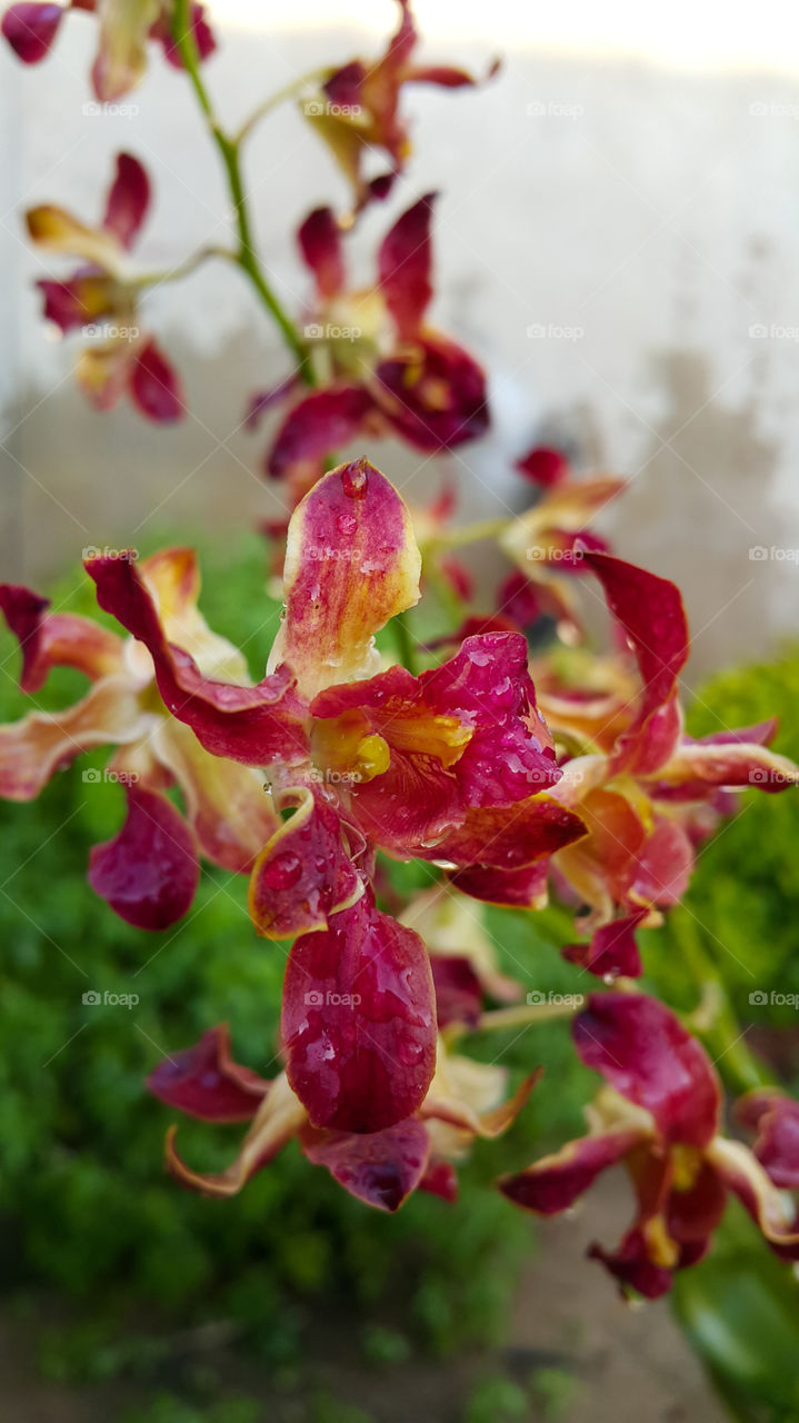 thai orchid in garden