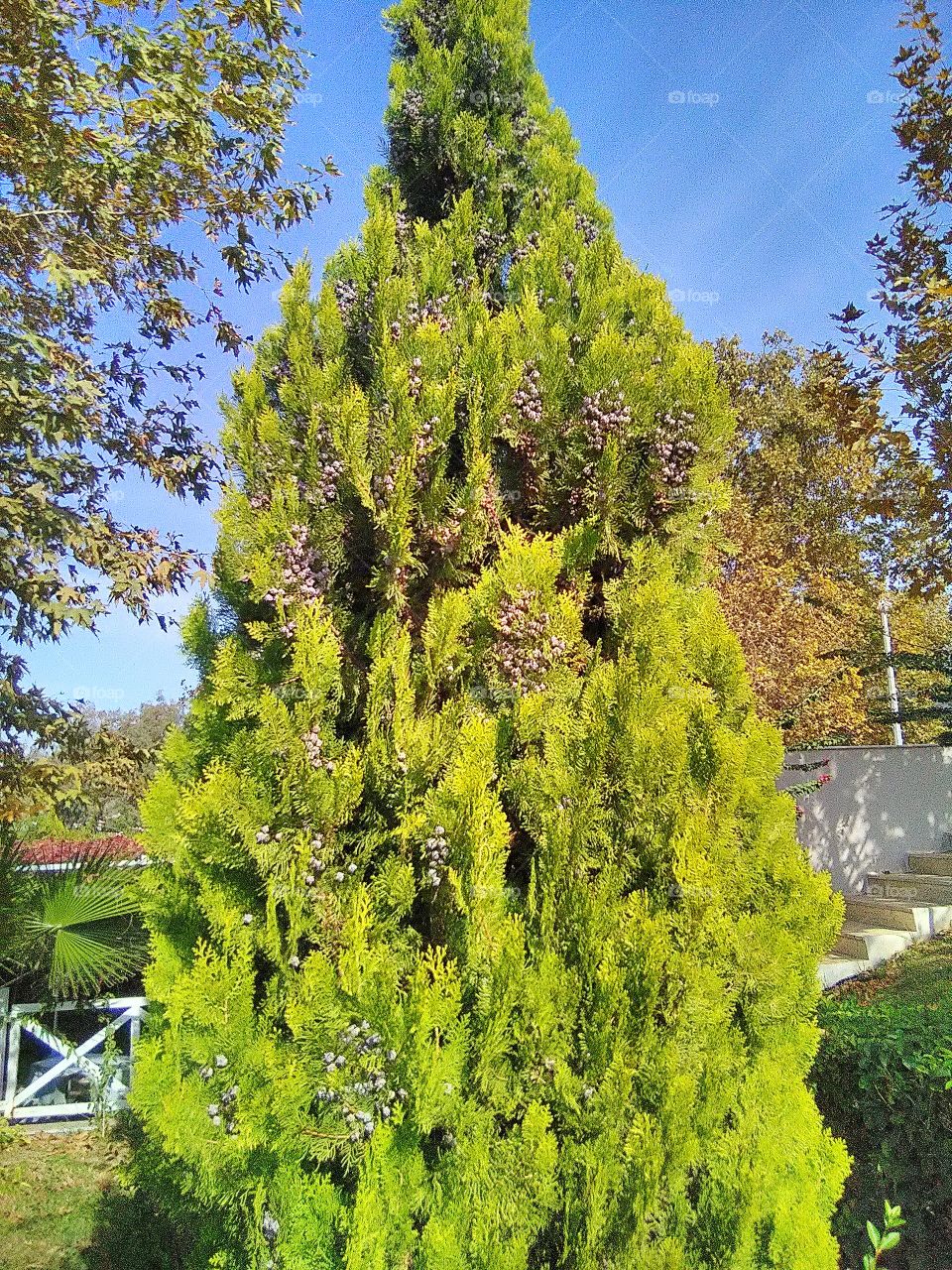 green tree in wild nature
