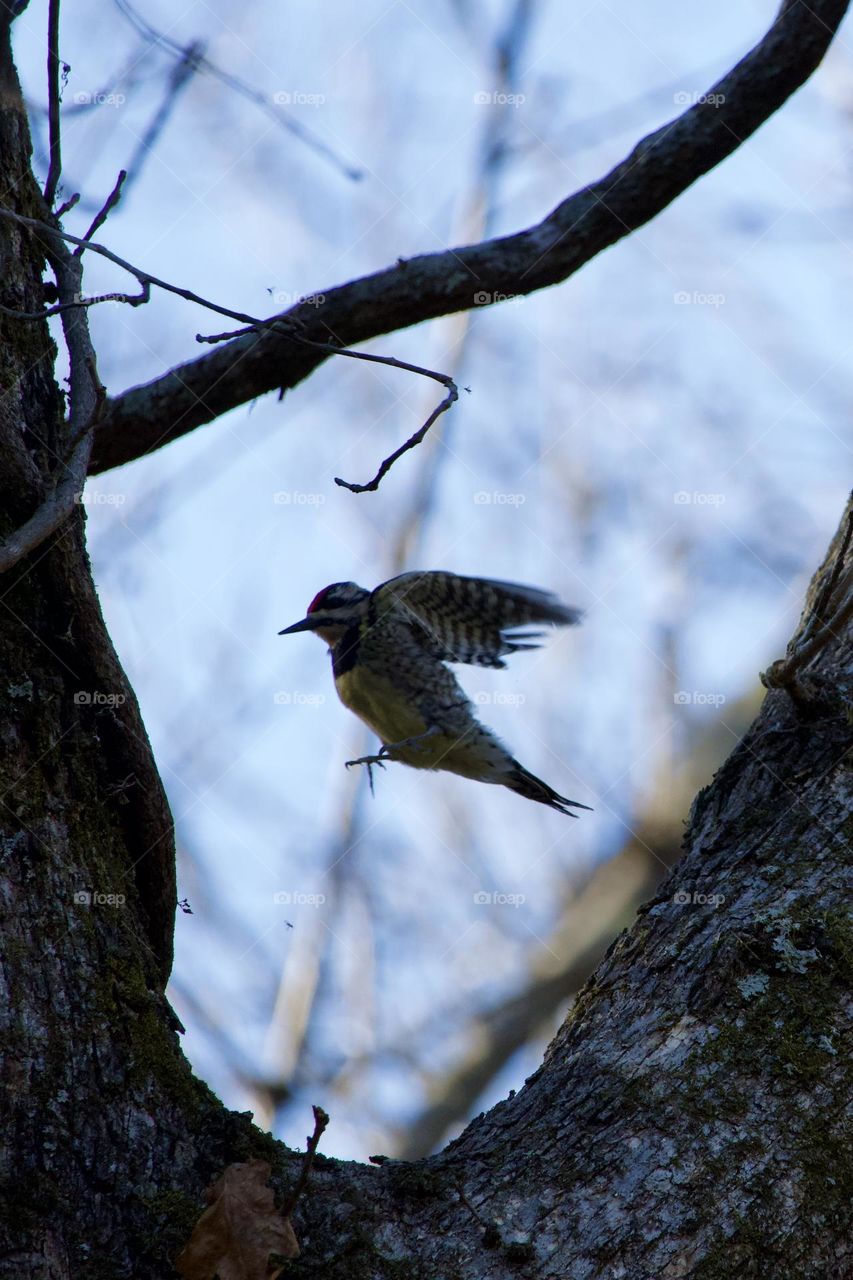 Silhouette of Yellow bellied Sapsucker woodpecker hopping between two tree trunks 